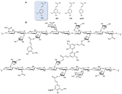 Ferulic Acid From Plant Biomass: A Phytochemical With Promising Antiviral Properties